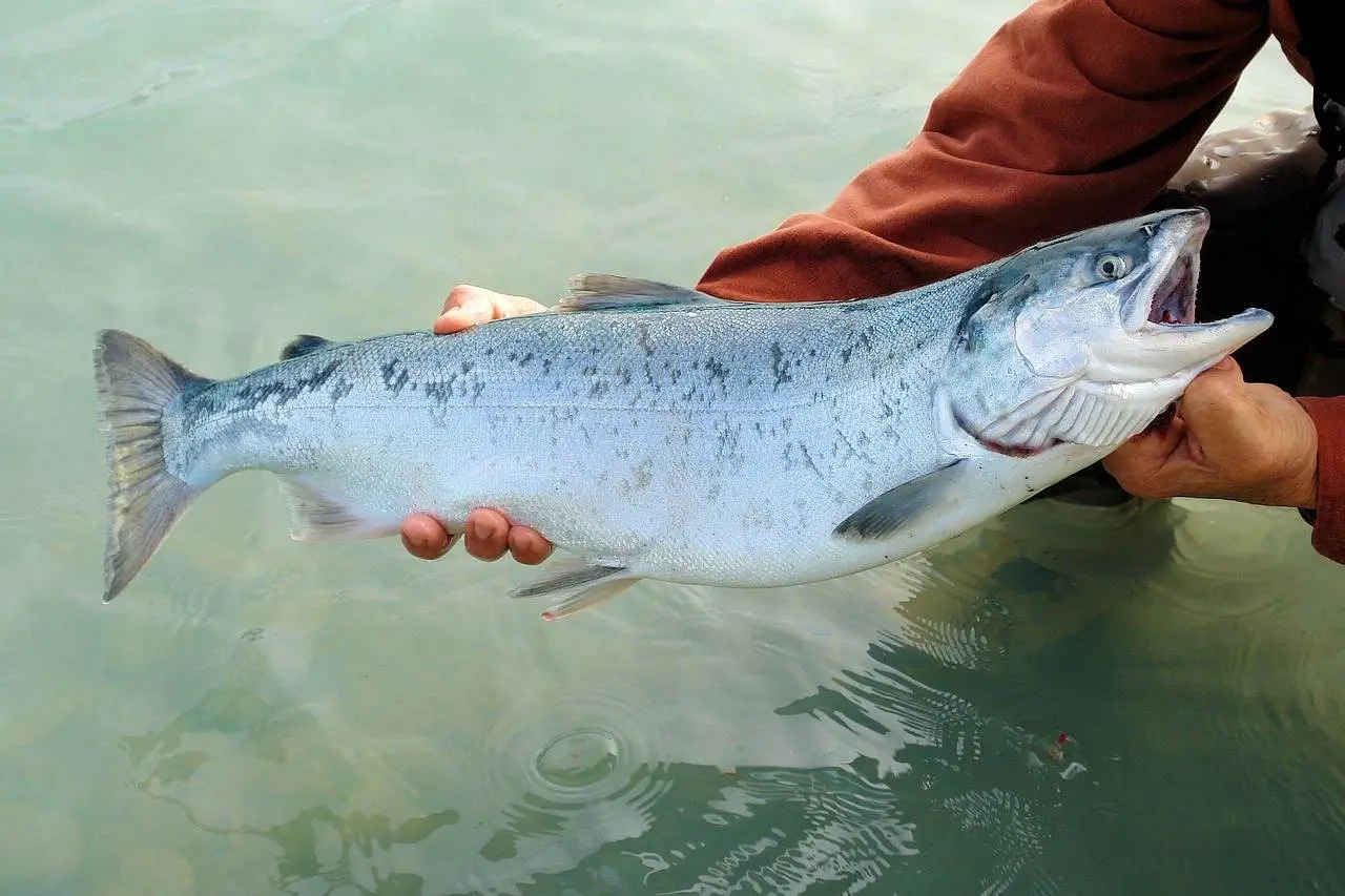 Eine Person in einem braunen Ärmel hält beim Lachsfischen in der Schweiz einen großen silbernen Fisch mit weißem Bauch und offenem Maul über klares, flaches Wasser.