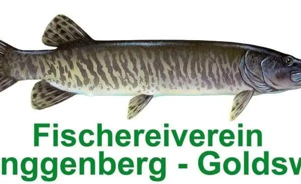 Logo FV Ringgenberg-Goldswil